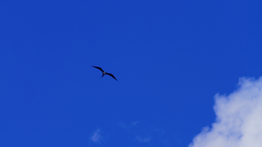 10 - Puerto Jimenez (8).jpg